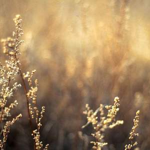 欧美人妻一区黄A片
